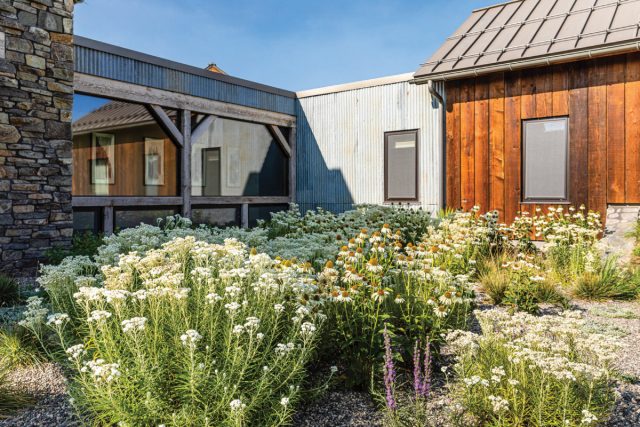 «Бессмертный» цветок анафалис — всё о выращивании и уходе