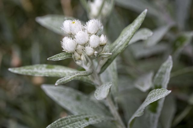 «Бессмертный» цветок анафалис — всё о выращивании и уходе