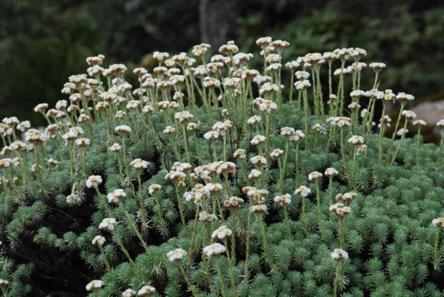 «Бессмертный» цветок анафалис — всё о выращивании и уходе