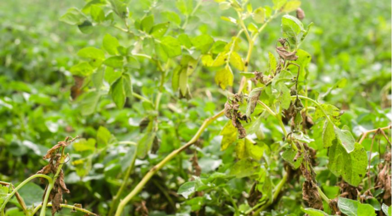 Фитофтора, фитофтороз томатов и картофеля: профилактика и лечение