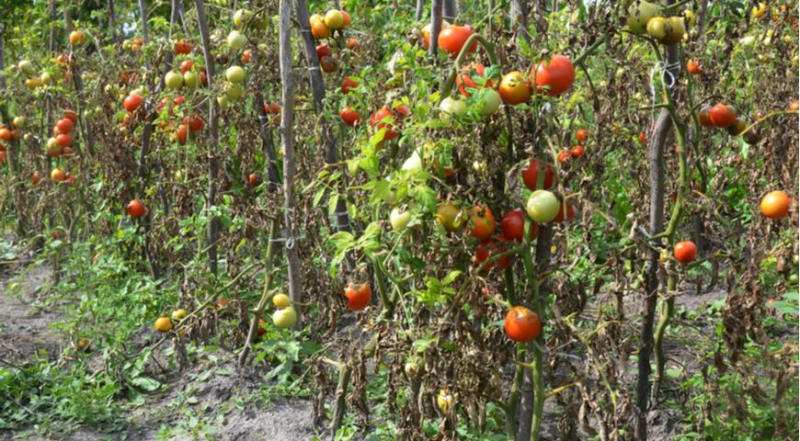 Фитофтора, фитофтороз томатов и картофеля: профилактика и лечение