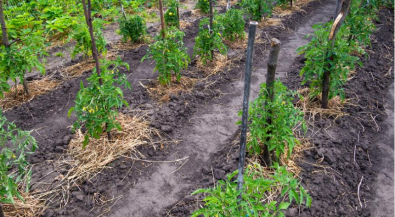 Фитофтора, фитофтороз томатов и картофеля: профилактика и лечение