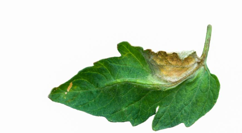 Фитофтора, фитофтороз томатов и картофеля: профилактика и лечение