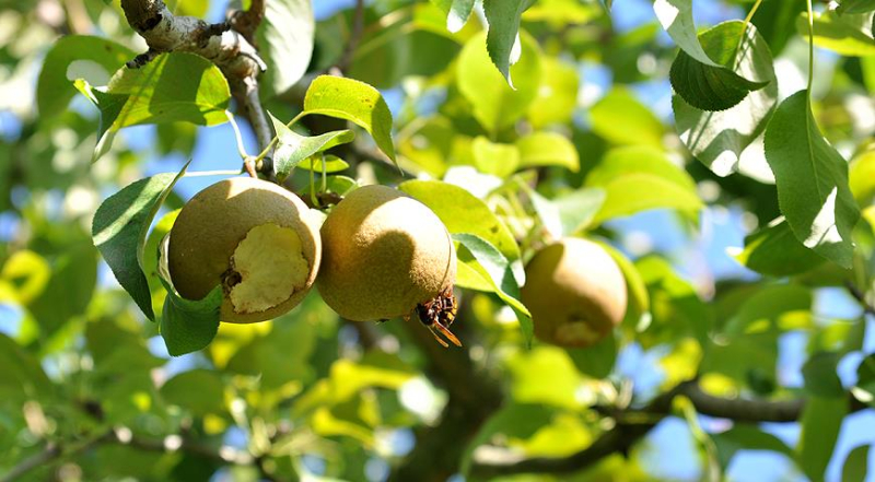 Как бороться с осами и что делать, если вас укусила оса
