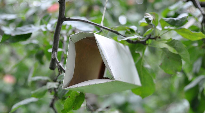 Как бороться с осами и что делать, если вас укусила оса