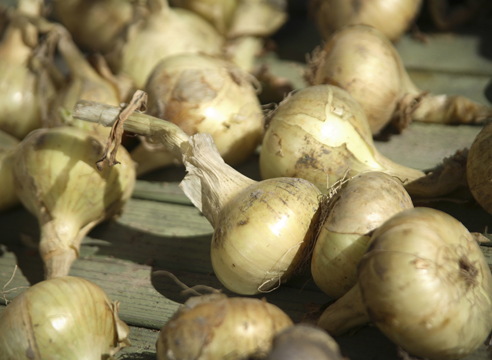 Как сохранить урожай чеснока и лука: лучшие народные способы, проверенные временем