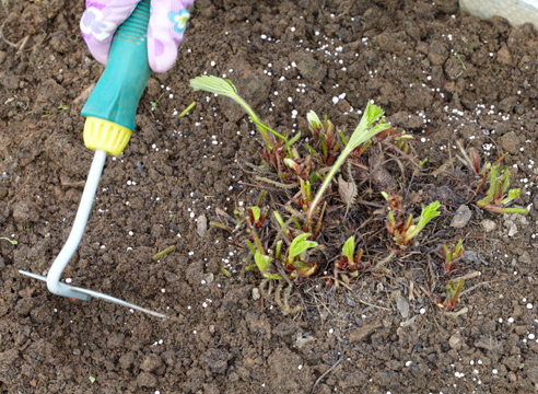 Как ухаживать за клубникой после сбора урожая в июле и августе