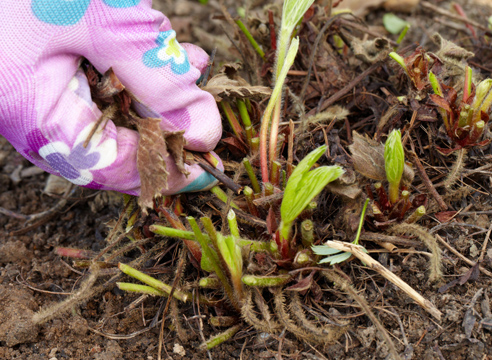 Как ухаживать за клубникой после сбора урожая в июле и августе