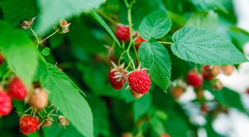 Лунный посевной календарь садовода, цветовода и огородника на август 2023 года