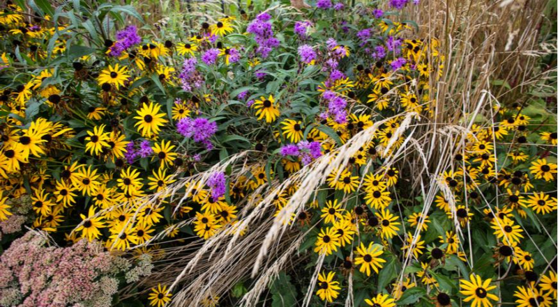 Лунный посевной календарь садовода, цветовода и огородника на август 2023 года