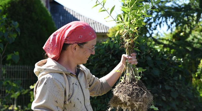 Лунный посевной календарь садовода, цветовода и огородника на август 2023 года
