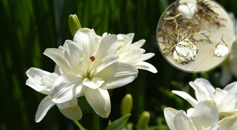 Лунный посевной календарь садовода, цветовода и огородника на август 2023 года