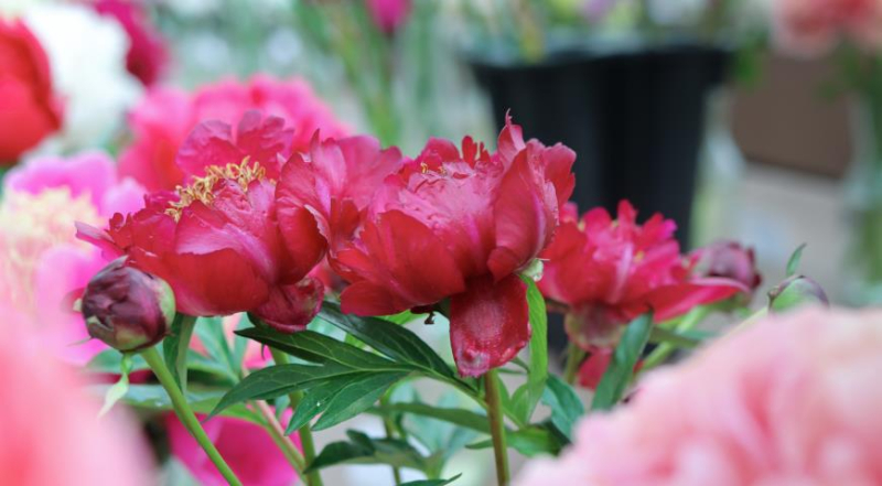 Лунный посевной календарь садовода, цветовода и огородника на август 2023 года