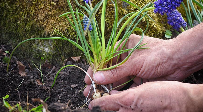 Лунный посевной календарь садовода, цветовода и огородника на август 2023 года