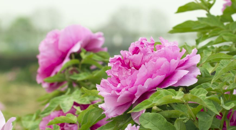 Лунный посевной календарь садовода, цветовода и огородника на август 2023 года