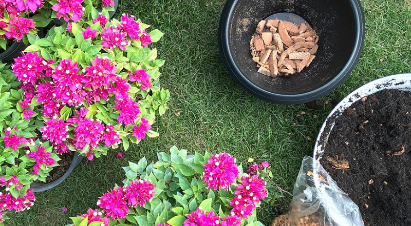 Лунный посевной календарь садовода, цветовода и огородника на август 2023 года