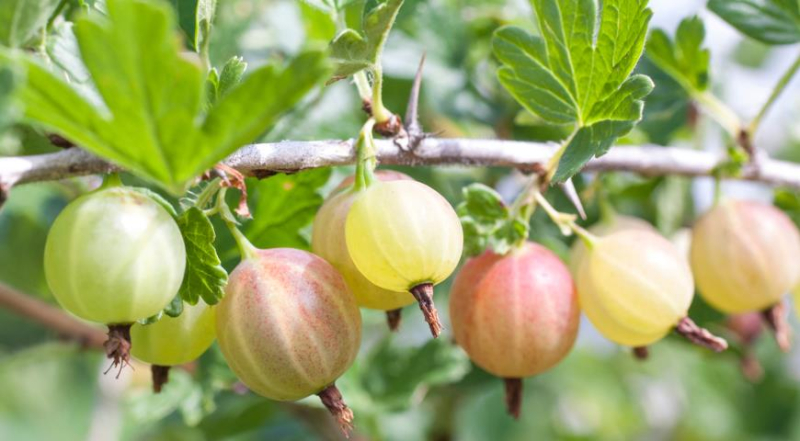 Лунный посевной календарь садовода, цветовода и огородника на август 2023 года