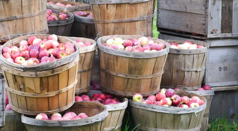 Лунный посевной календарь садовода, цветовода и огородника на август 2023 года