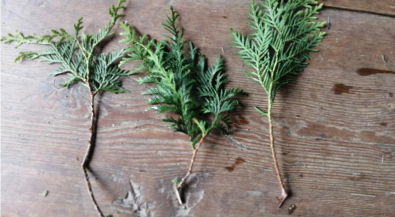 Лунный посевной календарь садовода, цветовода и огородника на август 2023 года