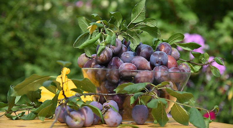 Лунный посевной календарь садовода, цветовода и огородника на август 2023 года