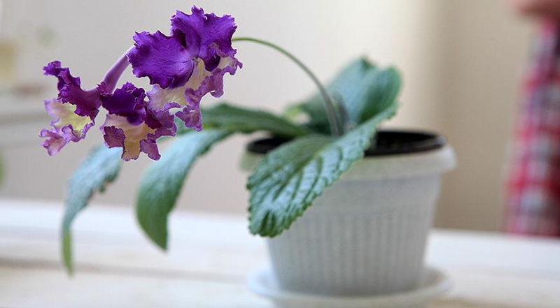 Лунный посевной календарь садовода, цветовода и огородника на август 2023 года