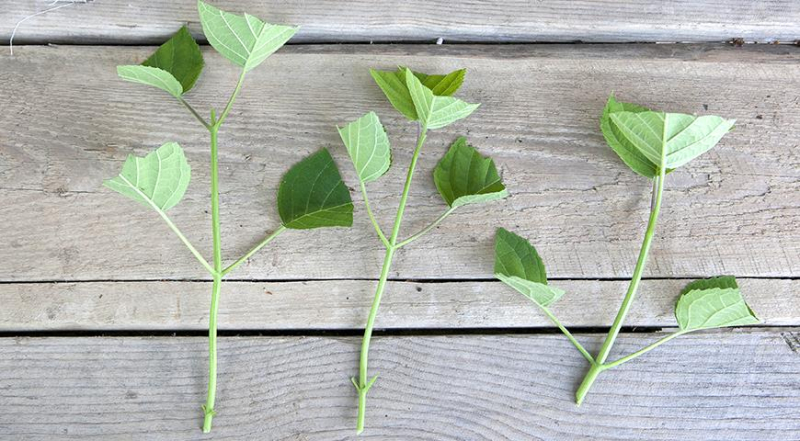 Лунный посевной календарь садовода, цветовода и огородника на август 2023 года