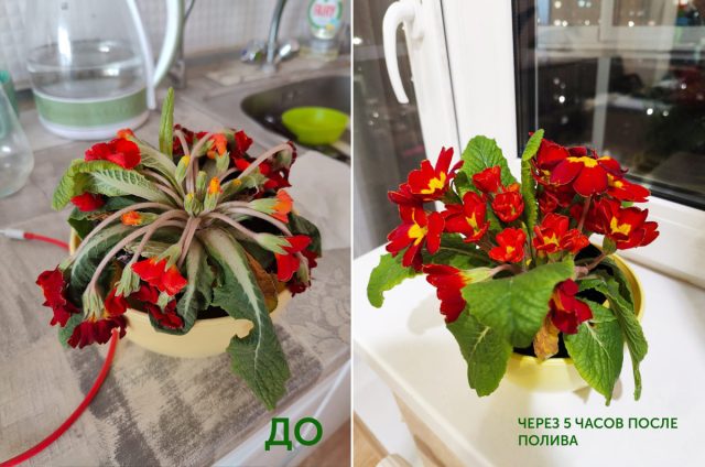 Органические удобрения помогут оживить участок — сила экологичного садоводства