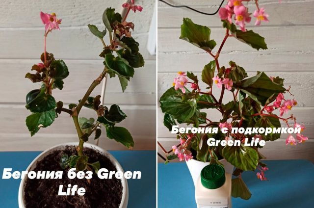 Органические удобрения помогут оживить участок — сила экологичного садоводства