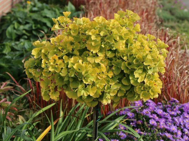 Пламя осенней листвы — 17 растений для ярких красок в унылую пору