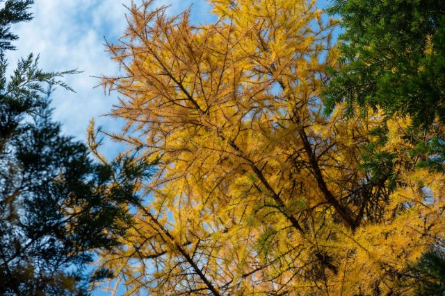 Пламя осенней листвы — 17 растений для ярких красок в унылую пору