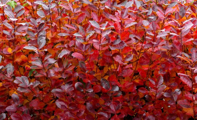 Пламя осенней листвы — 17 растений для ярких красок в унылую пору