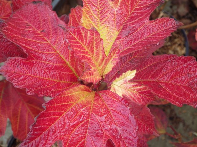 Пламя осенней листвы — 17 растений для ярких красок в унылую пору