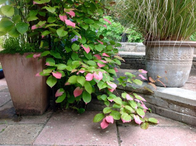 Пламя осенней листвы — 17 растений для ярких красок в унылую пору