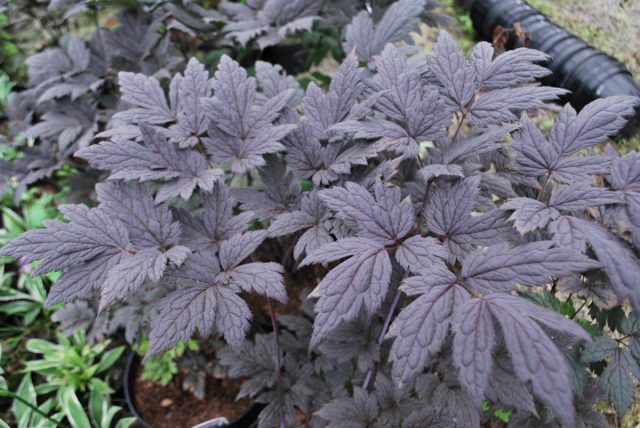 Посадите фиолетовые растения — таинственная изюминка в дизайне сада