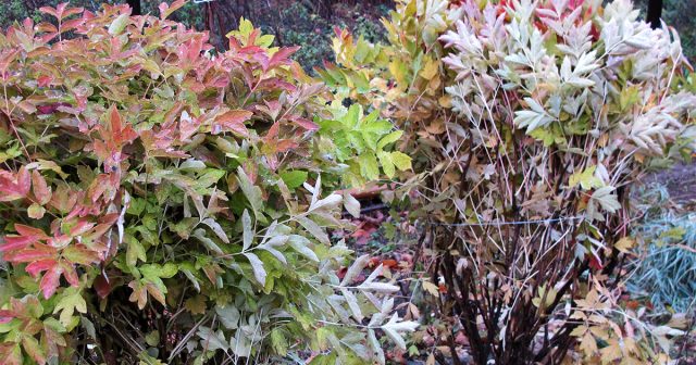 Пошаговая инструкция по пересадке пиона — восстанавливаем здоровье и цветение