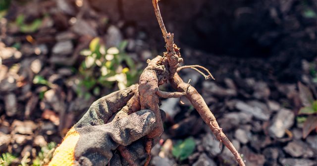Пошаговая инструкция по пересадке пиона — восстанавливаем здоровье и цветение