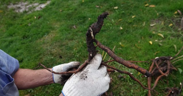 Пошаговая инструкция по пересадке пиона — восстанавливаем здоровье и цветение