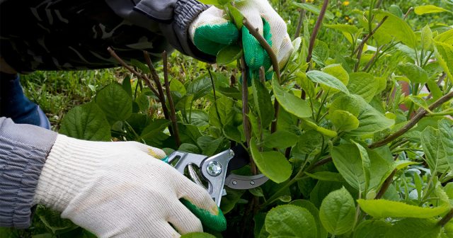 Размножаем гортензию правильно: 4 способа с описанием всех подробностей