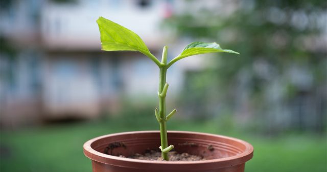 Размножаем гортензию правильно: 4 способа с описанием всех подробностей