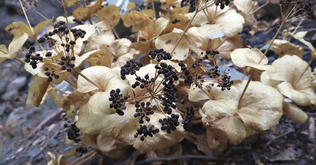 Размножаем гортензию правильно: 4 способа с описанием всех подробностей