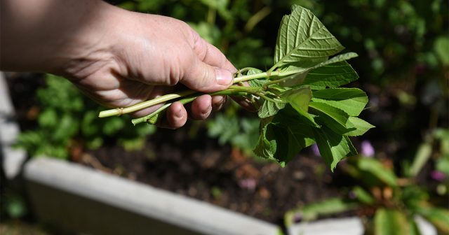Размножаем гортензию правильно: 4 способа с описанием всех подробностей