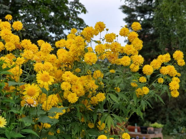 Всё о рудбекии рассеченной — солнечный многолетник для пасмурной осени