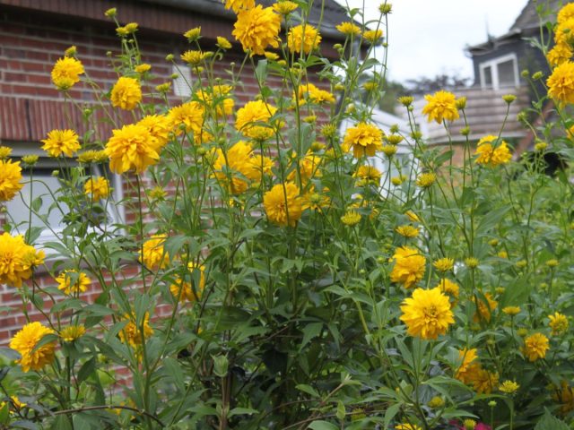 Всё о рудбекии рассеченной — солнечный многолетник для пасмурной осени