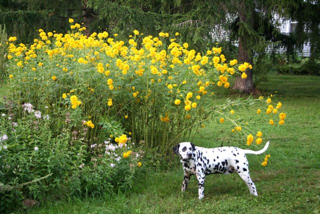 Всё о рудбекии рассеченной — солнечный многолетник для пасмурной осени